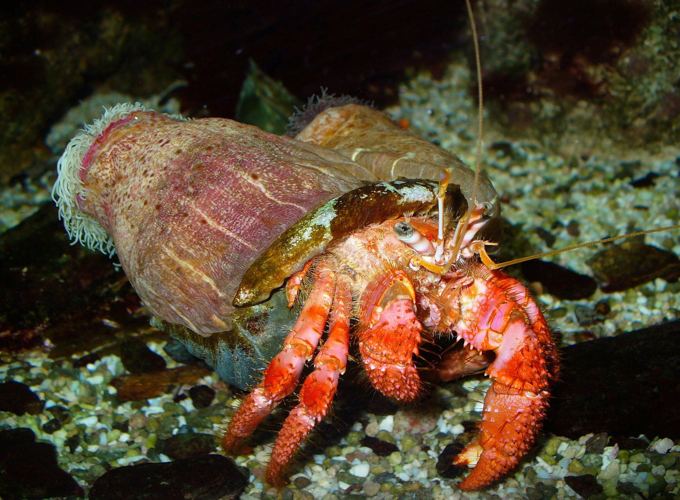 HERMIT CRAB crabs sealife wallpaperx1636