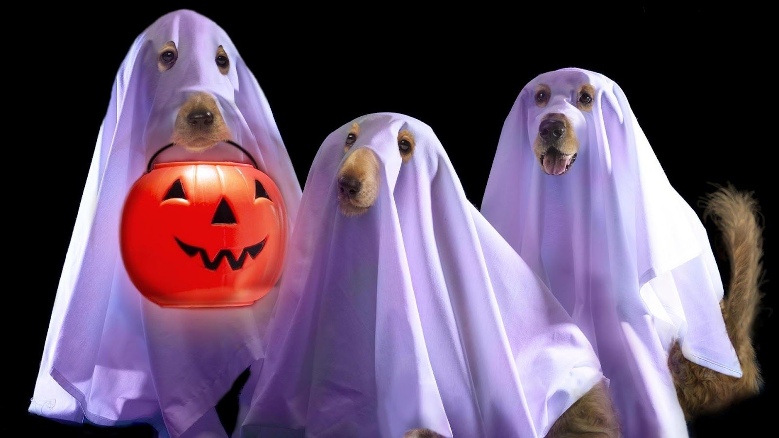 Funny Dogs In Halloween Wallpaper Wallpaper Funny Wallpaper & Background Download
