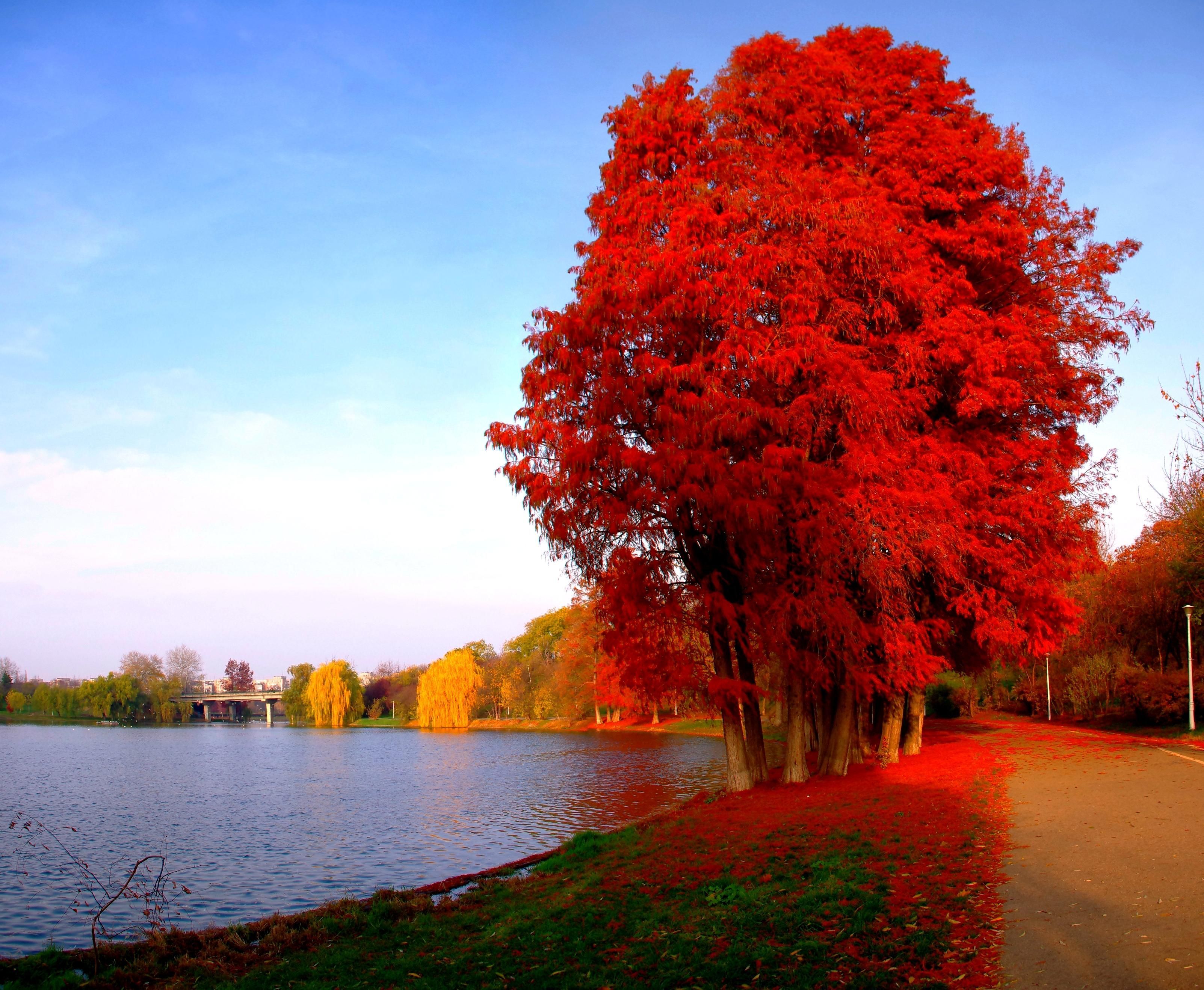 Wonderful Autumn In Red Download Wallpaper For Mobile « Pin HD Wallpaper. Beach wallpaper, Autumn lake, Nature