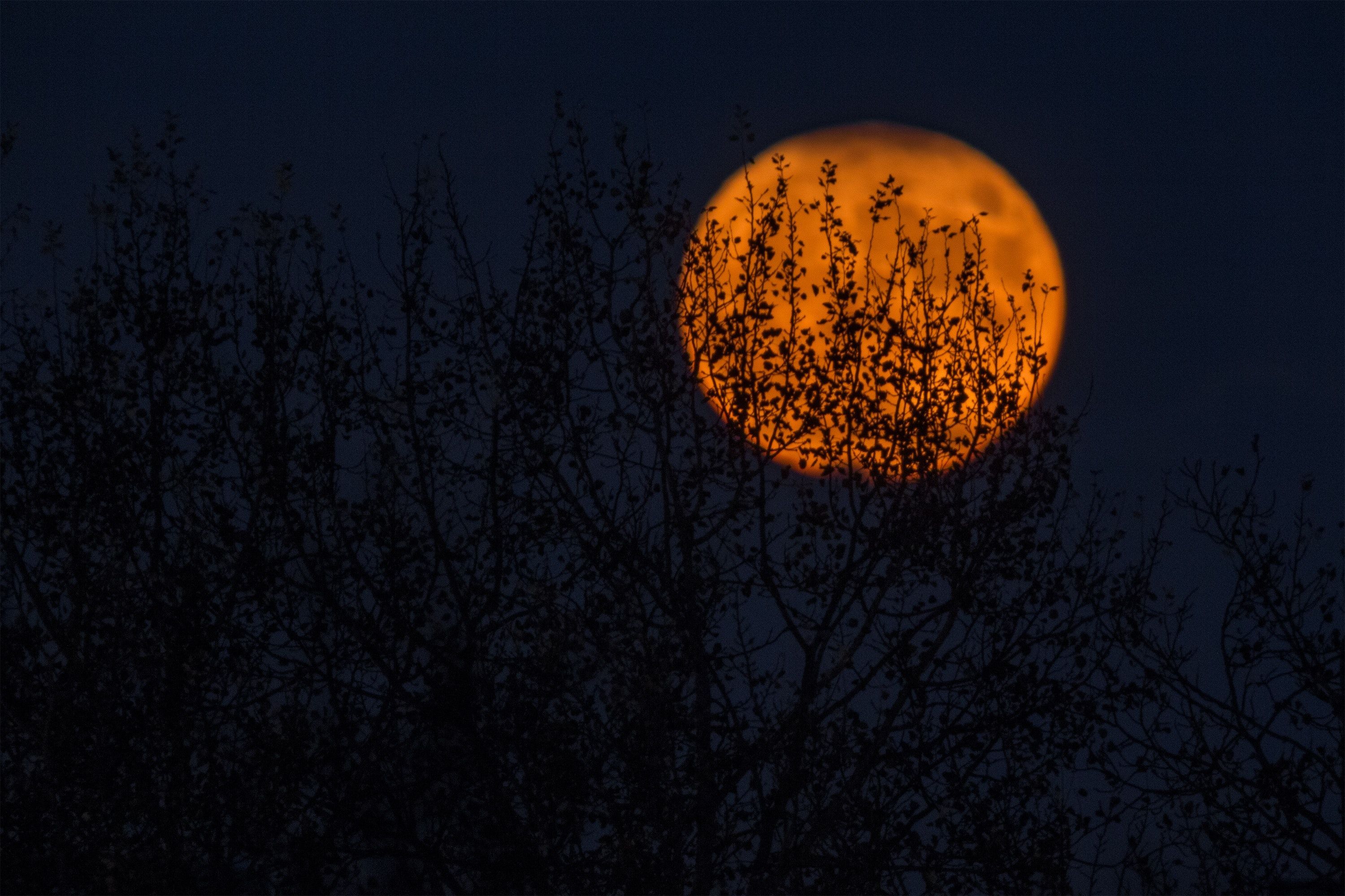 silhouette of trees during red moon. Orange moon, Free halloween picture, Halloween wallpaper