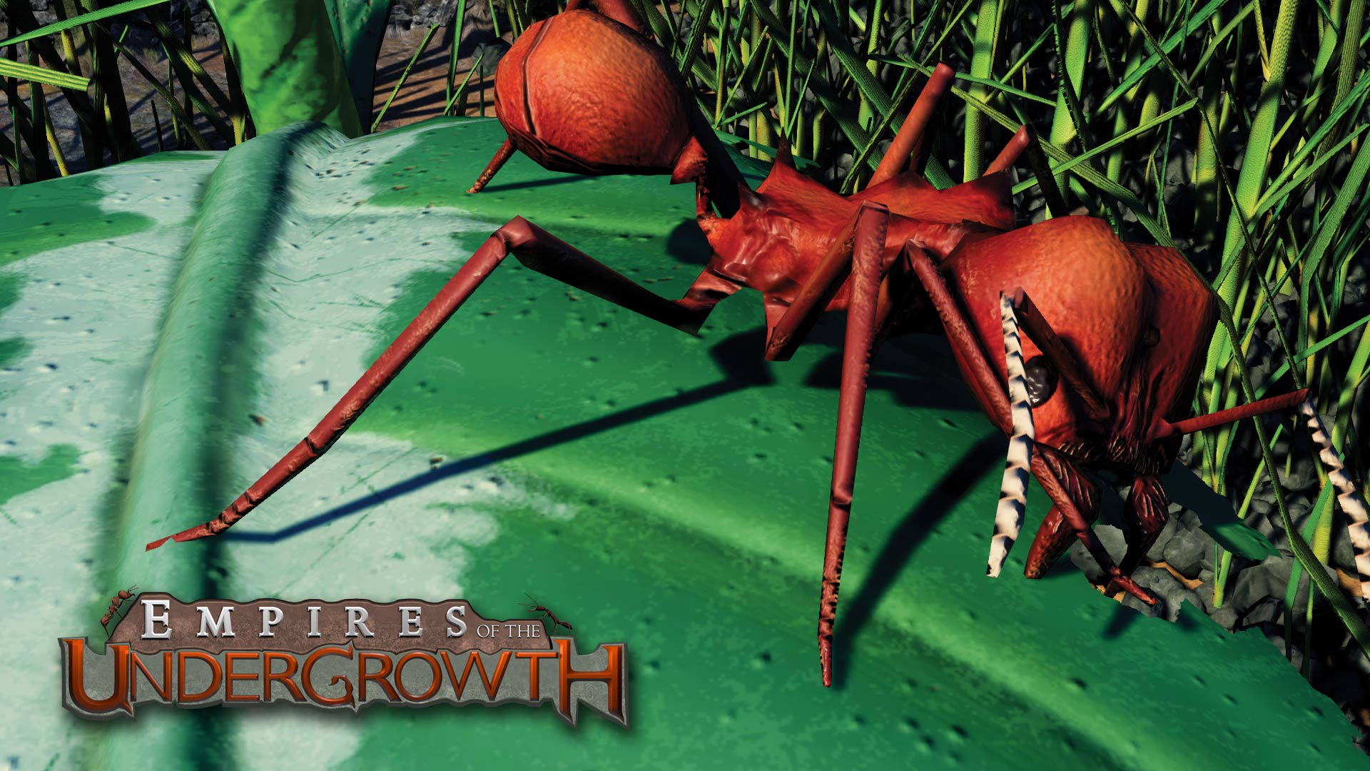 empire of the undergrowth black ant