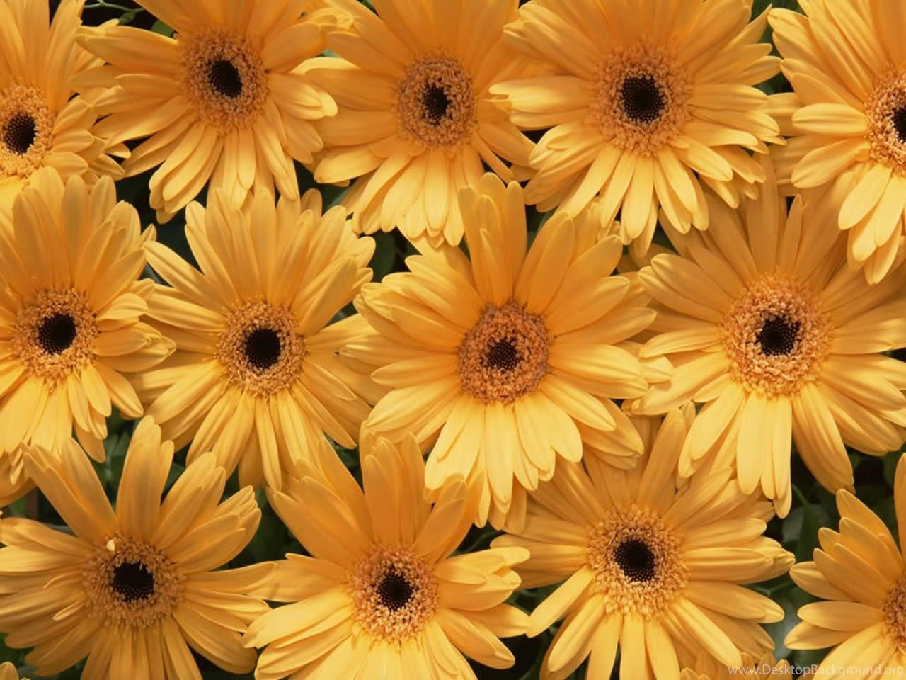 Yellow Wallpaper: Beautiful Yellow Flowers Wallpaper Desktop Background