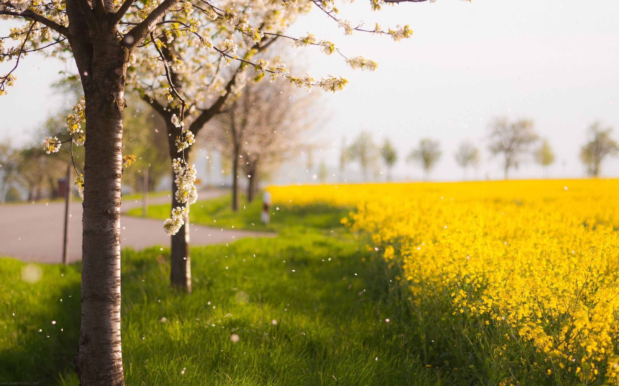 Beautiful Yellow Flowers And Trees wallpaper