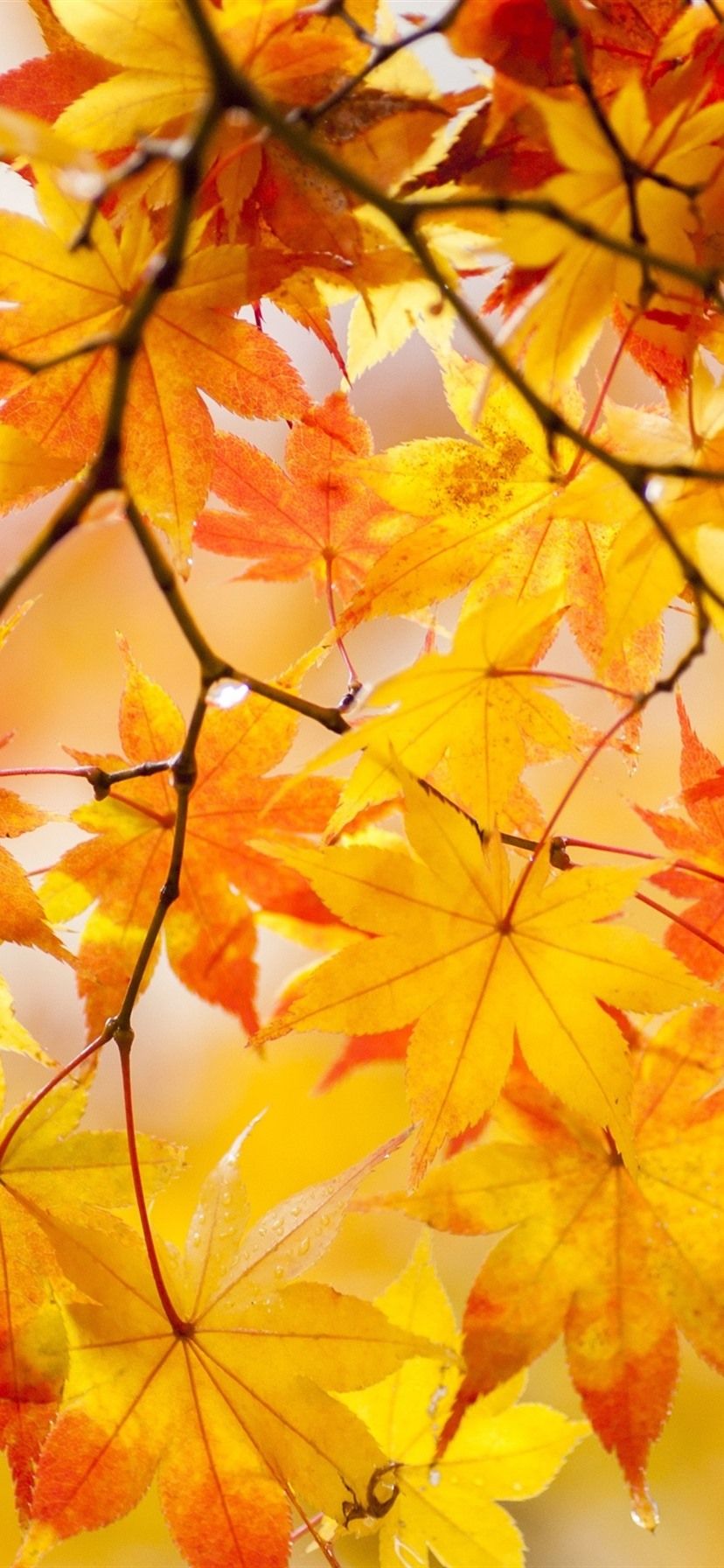 Yellow Maple Leaves, Tree, Beautiful Autumn 1080x1920 IPhone 8 7 6 6S Plus Wallpaper, Background, Picture, Image