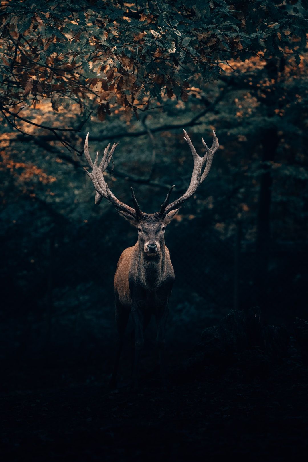 Deer Wallpaper: Free HD Download [HQ]