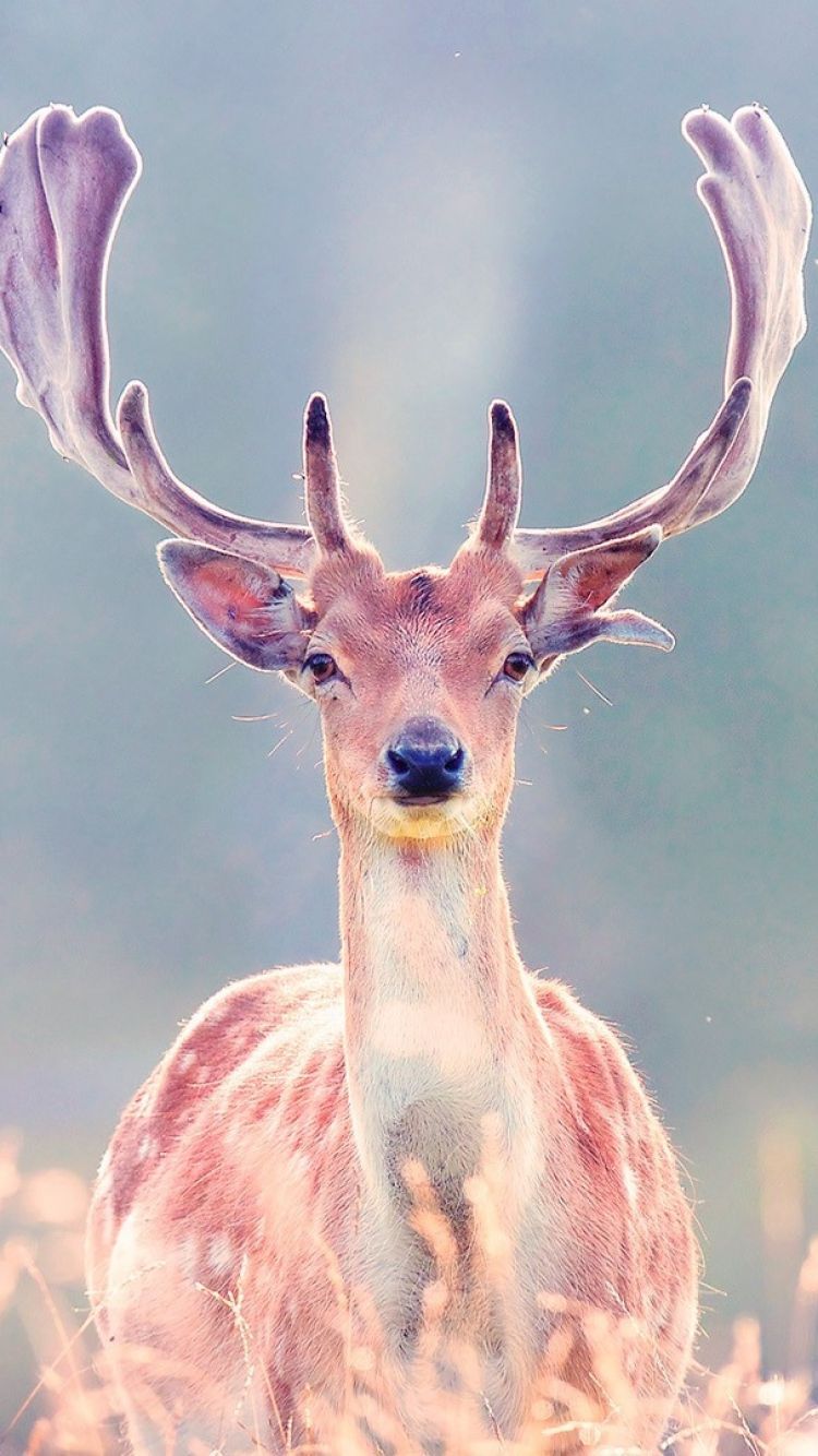 Download wallpaper 1350x2400 deer glance animal grass iphone  876s6 for parallax hd background