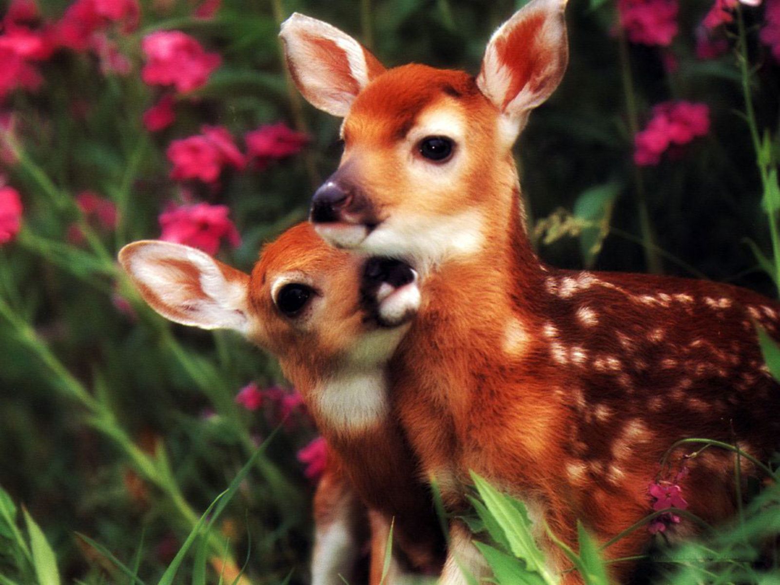 Cute Baby Animals Deer HD Wallpaper
