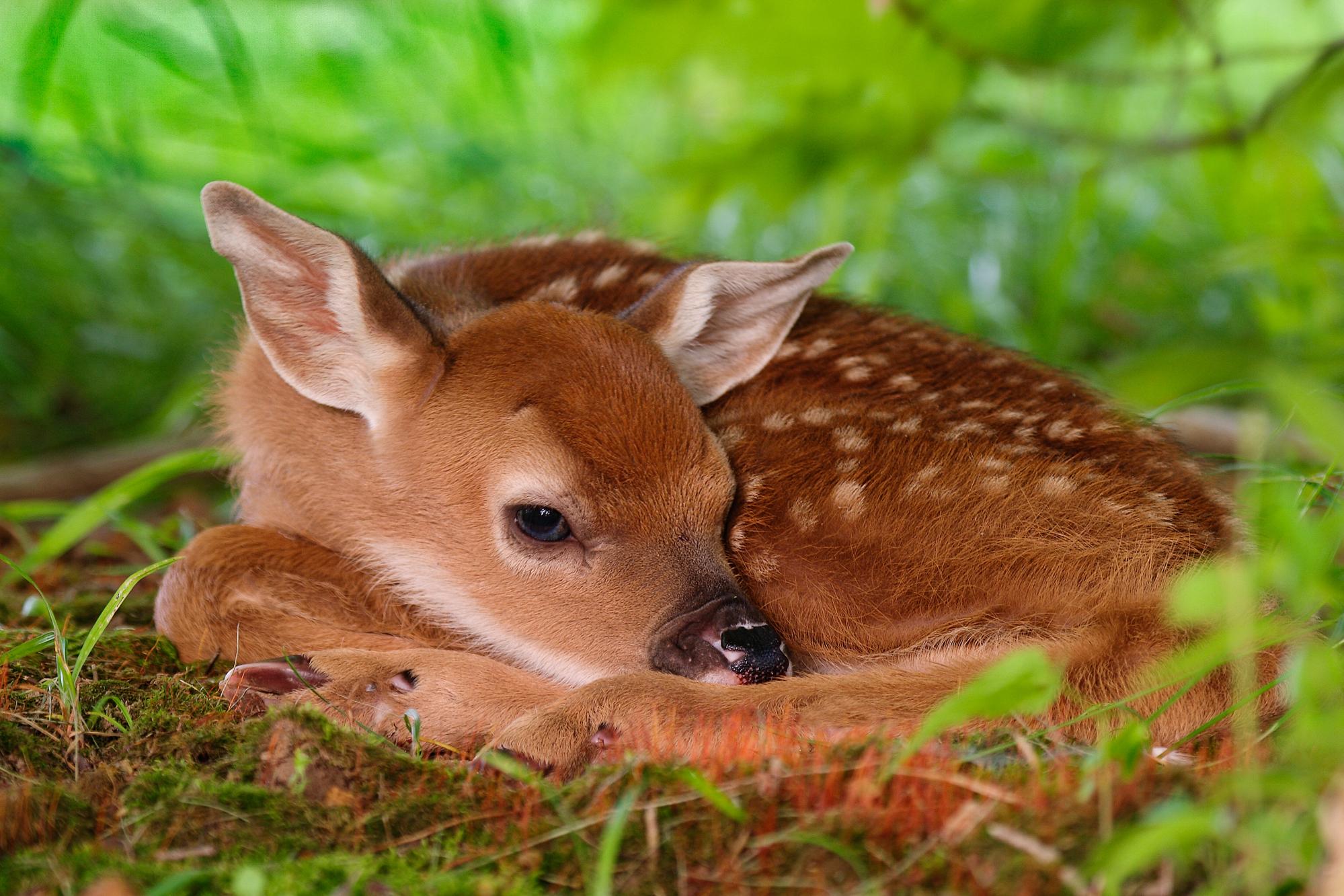 Baby Deer Wallpaper and Background HD Wallpaper of Baby Deer