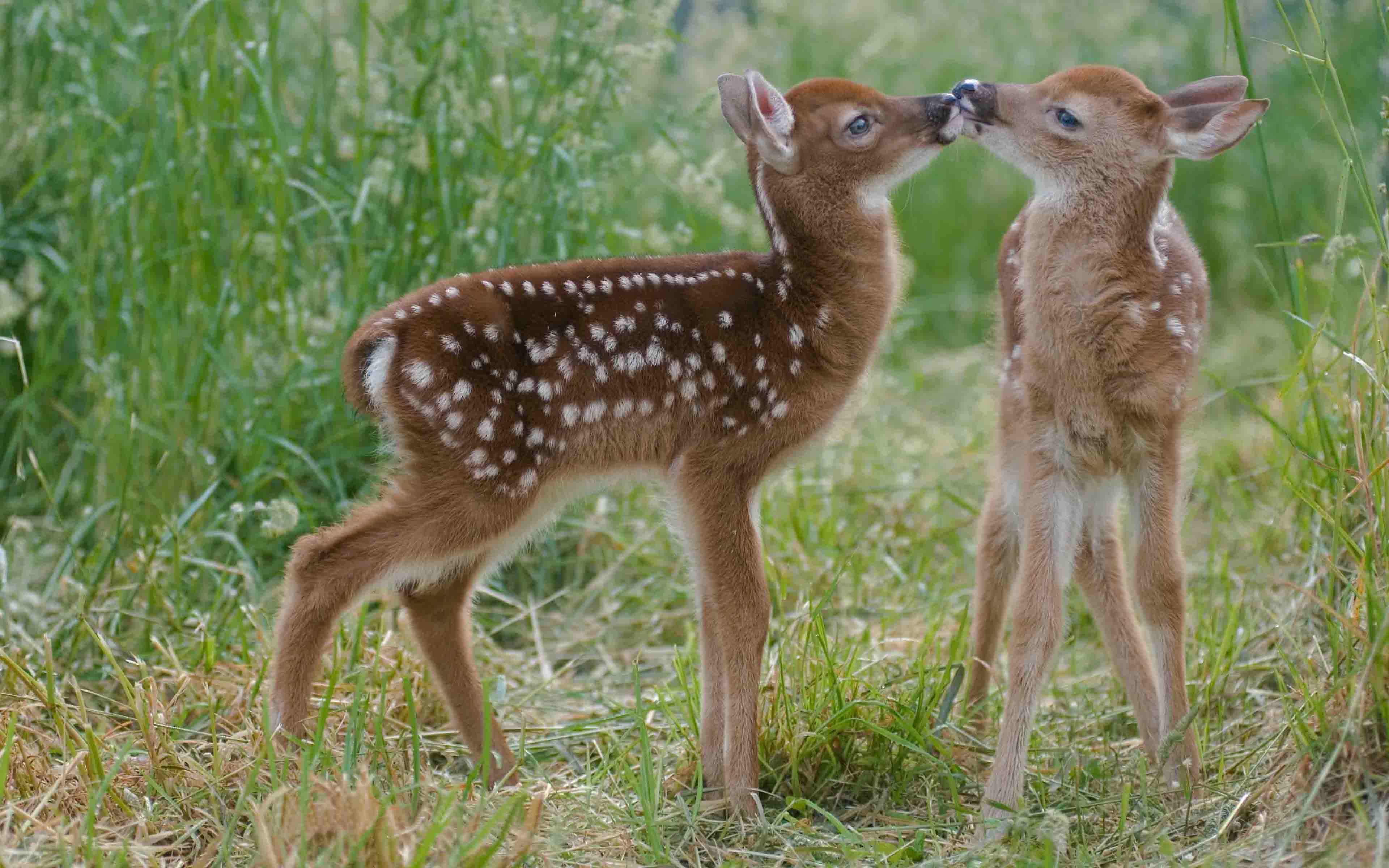 Two Little Cute Deer HD Wallpaper, Wallpaper13.com