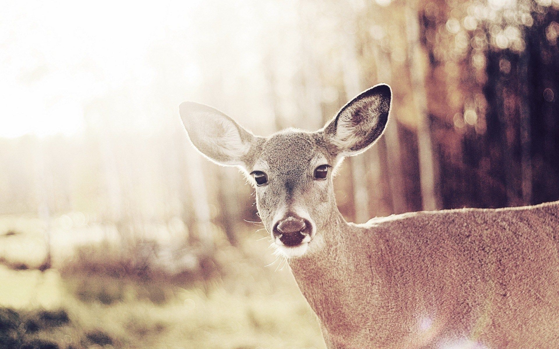 Cute Wild Deer Bambi Desktop Wallpaper