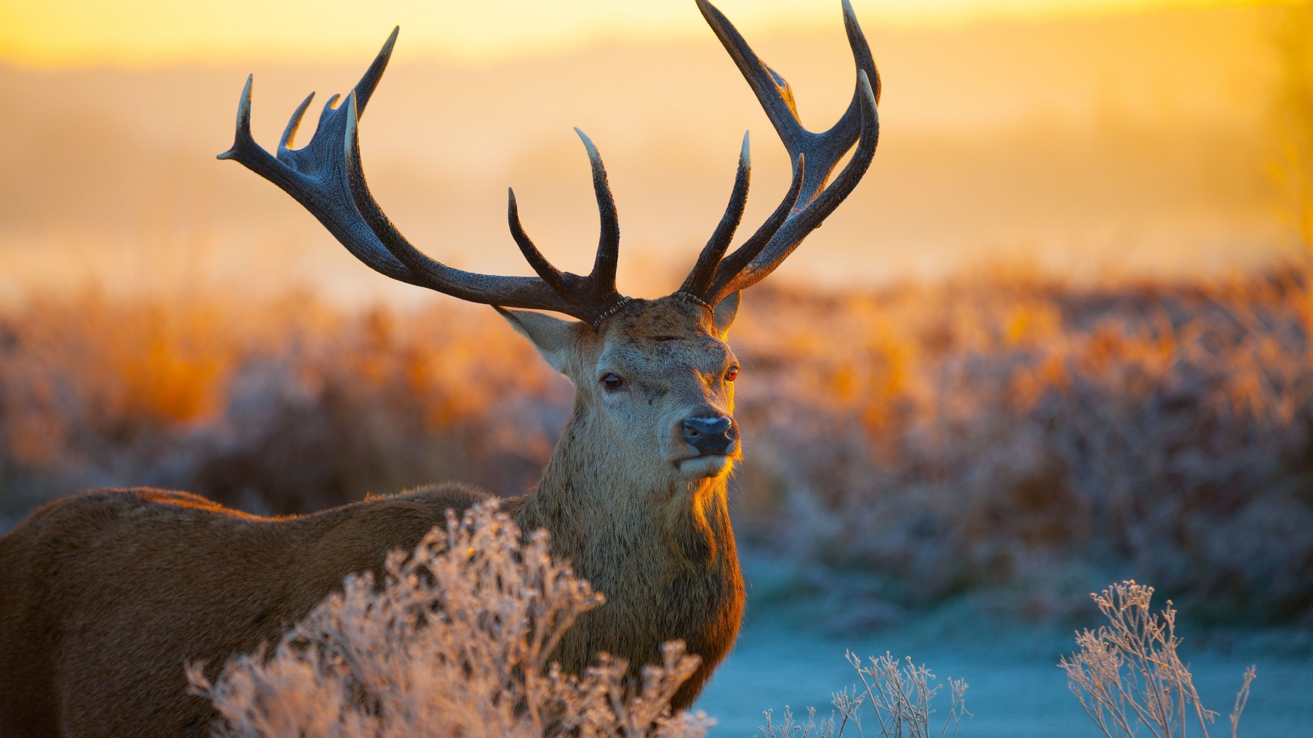 Download Deer, savanna, sunset, cute animals Widescreen 4:3 wallpaper 2560x1440