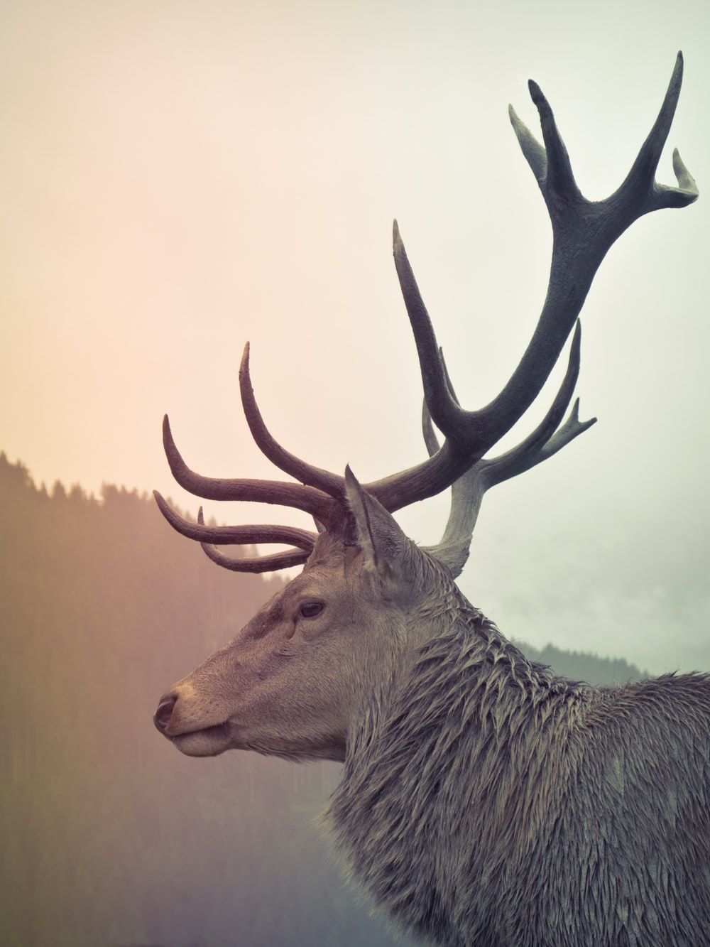 Deer Wallpaper: Free HD Download [HQ]