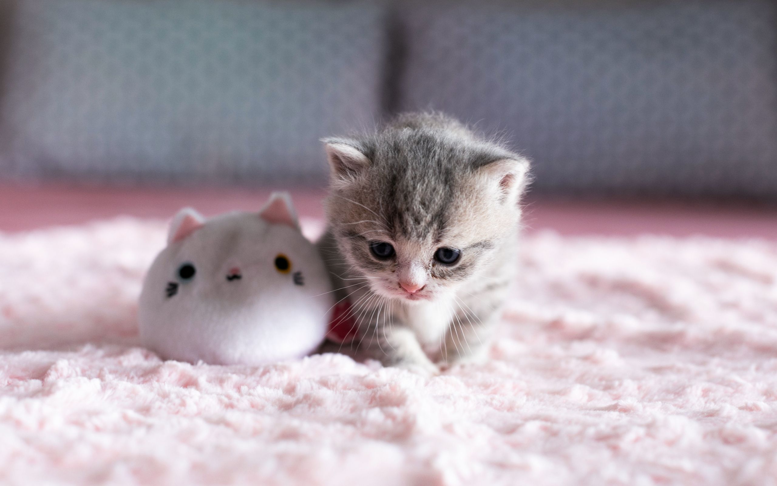 Cat Wallpapers HD Cute for Android  Download  Cafe Bazaar