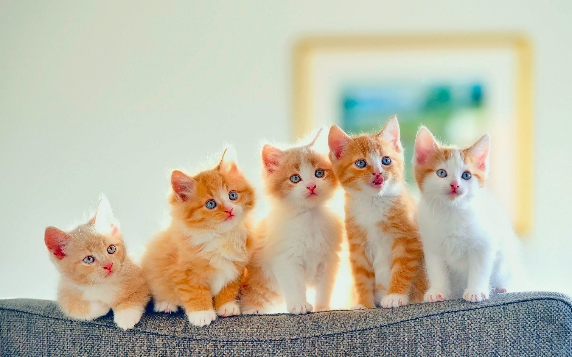 Golden Cute Cats Row Nice Wallpaper Baby Cute Cat