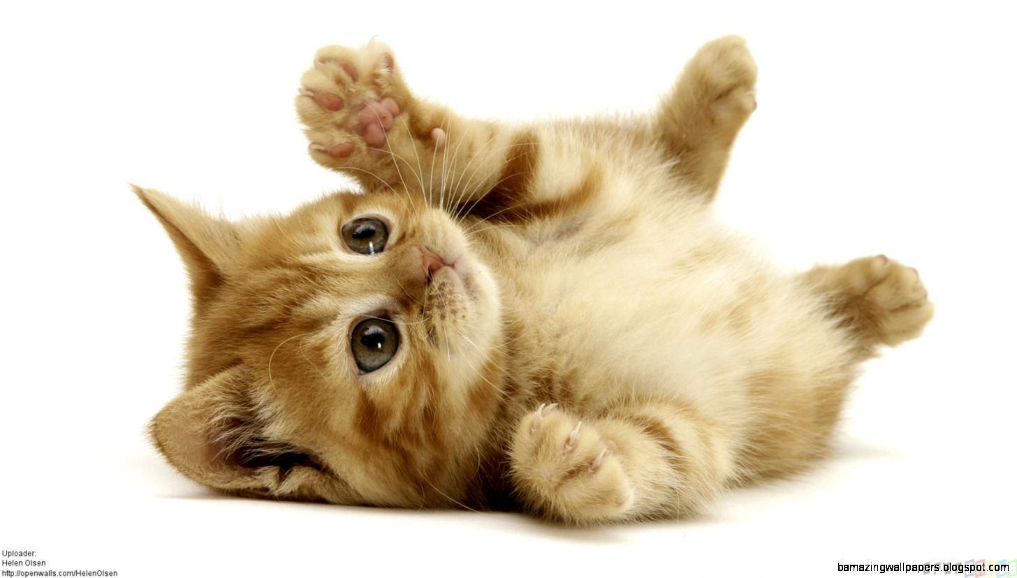 Free download Cute Baby Kittens Sleeping Amazing Wallpaper [1456x828] for your Desktop, Mobile & Tablet. Explore Cute Cat Dressed Wallpaper. Cute Cat Dressed Wallpaper, Cute Cat Background, Cute Cat Wallpaper