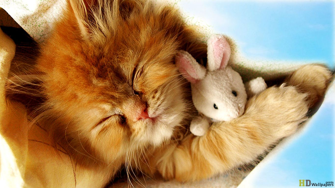Cute Baby Kittens wallpaperx768
