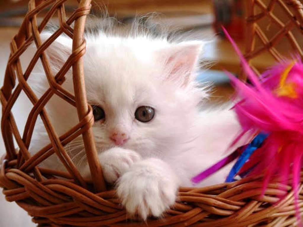 HD Cute Cat Wallpaper for Your Desktop. Baby cats, Cute baby cats, Kittens cutest