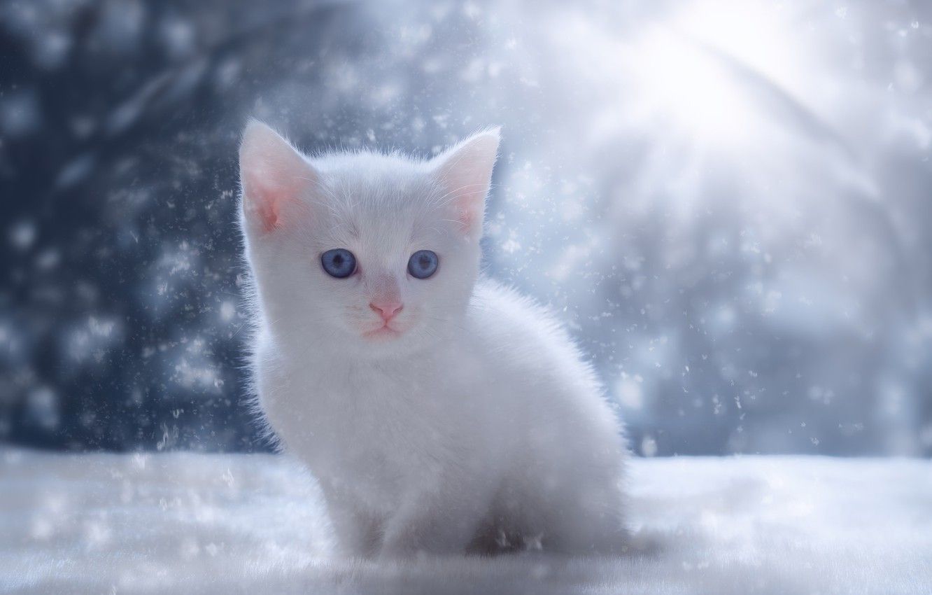 White Baby Cat Wallpaper