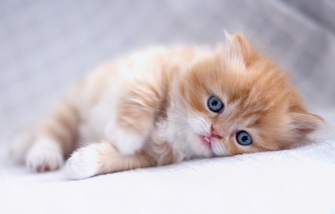 Wallpaper look, baby, red, kitty, ginger kitten, Persian cat image for desktop, section кошки
