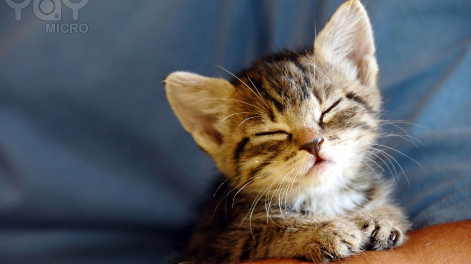 Free download baby cats wallpaper [1680x1050] for your Desktop, Mobile & Tablet. Explore Baby Kitten Wallpaper. Cute Kittens Wallpaper, Free Kittens Wallpaper for Desktop, Cute Kitten Wallpaper for Desktop