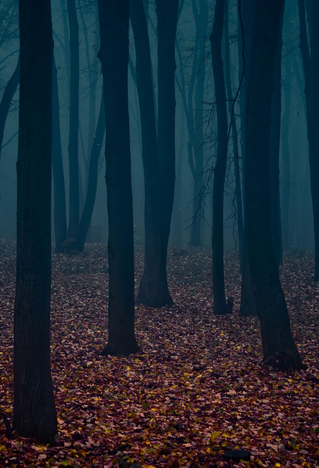 Gloomy Forest Wallpaper for iPhone 11, Pro Max, X, 8, 7, 6