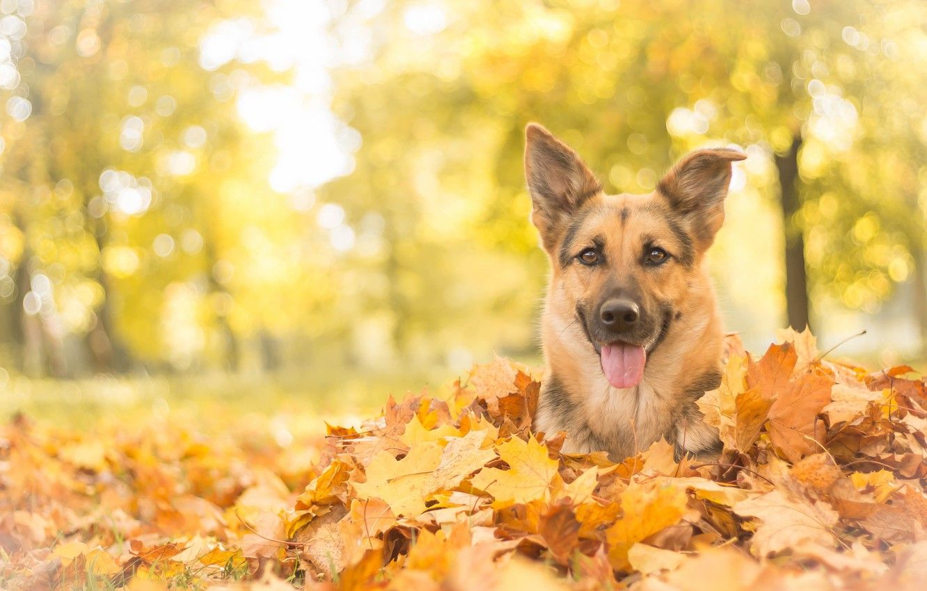 Wallpaper autumn, look, face, leaves, dog, shepherd, German shepherd image for desktop, section собаки