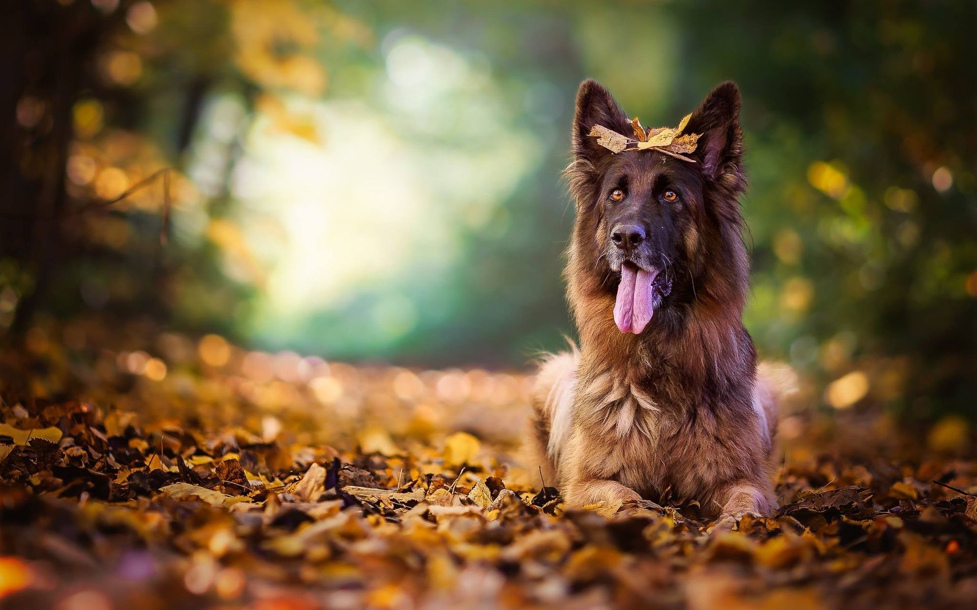 Download wallpaper German Shepherd, autumn, pets, bokeh, forest, cute animals, dogs, German Shepherd Dog for desktop with resolution 1920x1200. High Quality HD picture wallpaper