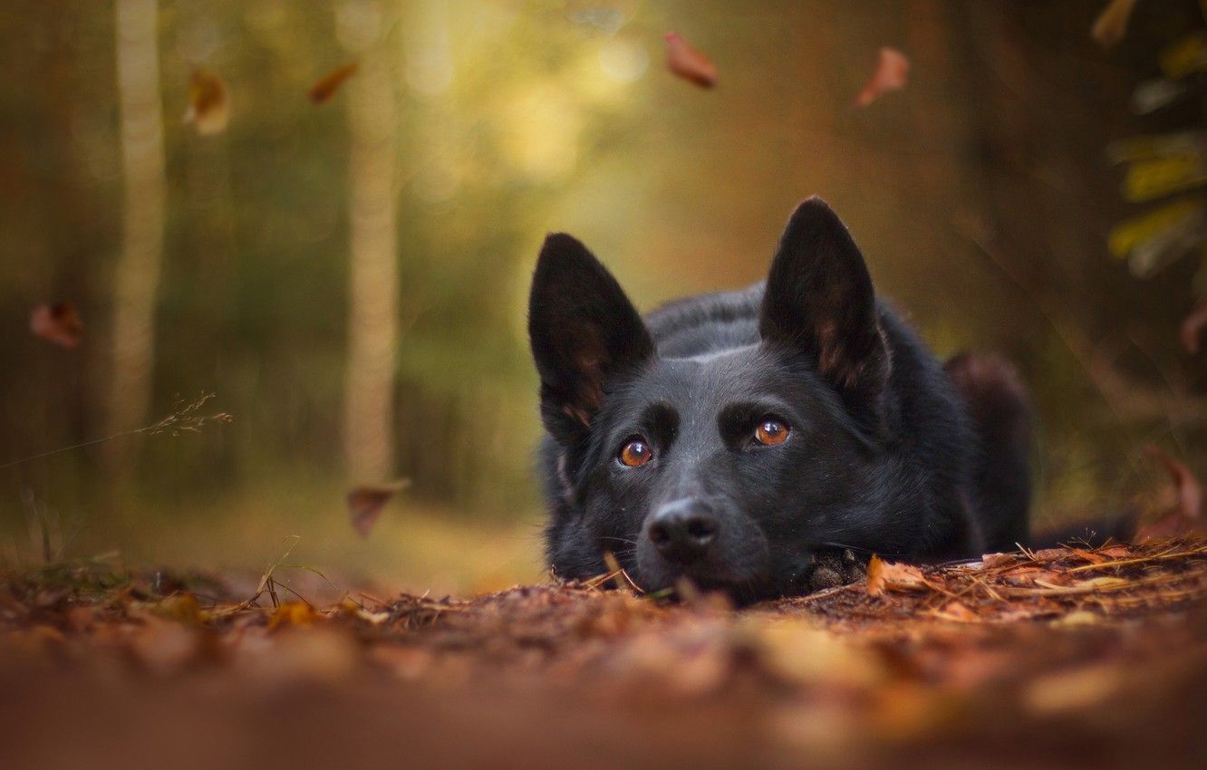 Wallpaper autumn, face, leaves, dog, bokeh, German shepherd image for desktop, section собаки