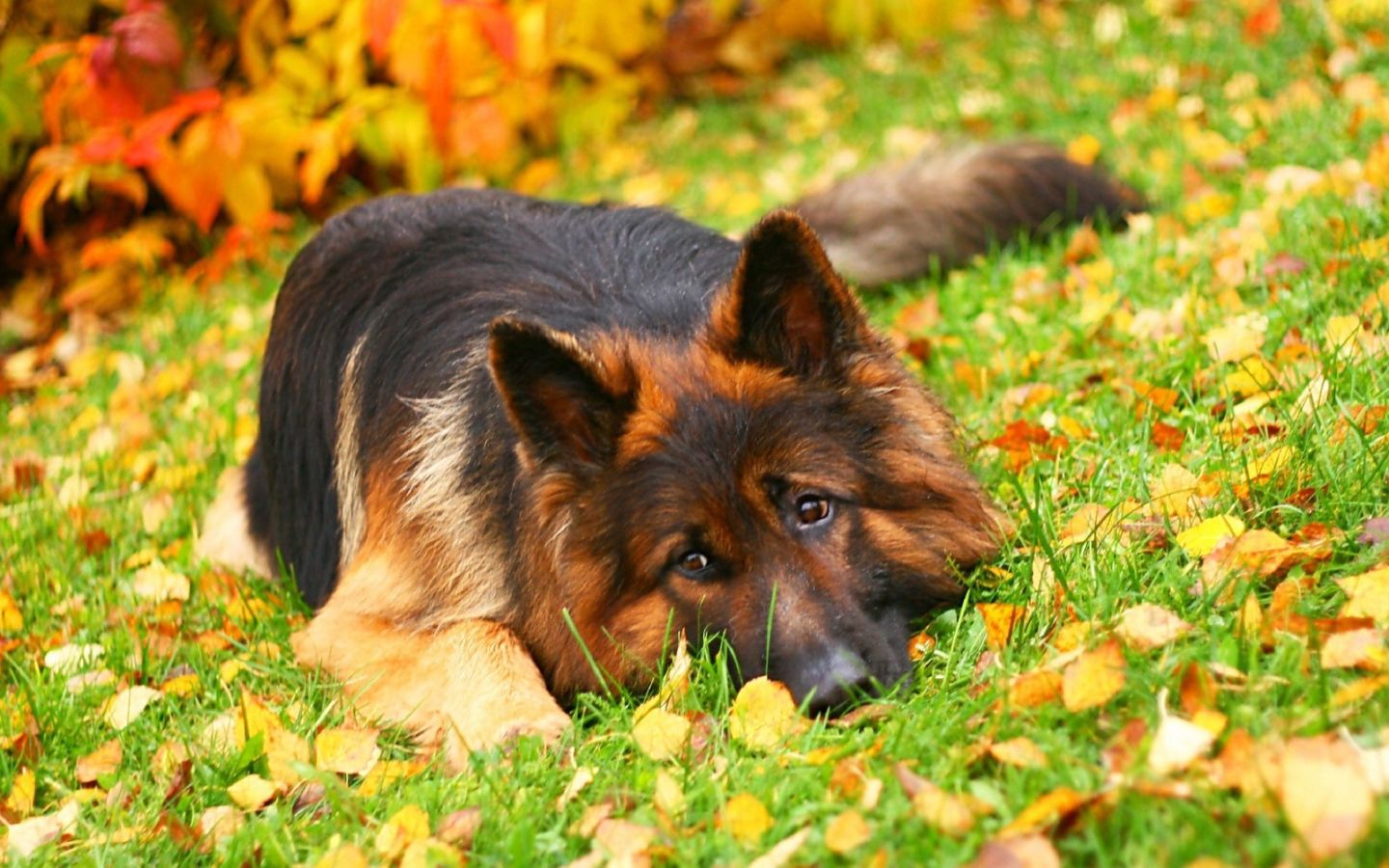 The German Shepherd is among the autumn leaves Desktop wallpaper 1440x900