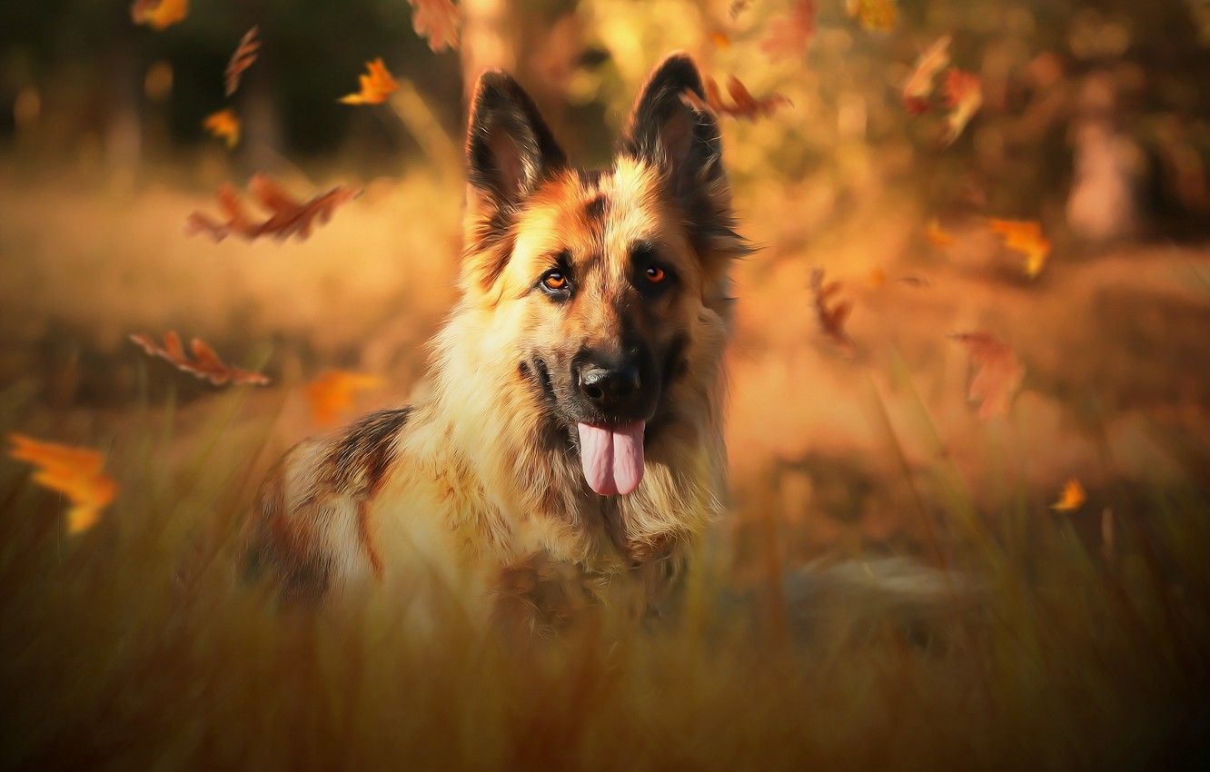 Wallpaper autumn, each, dog, German shepherd image for desktop, section собаки