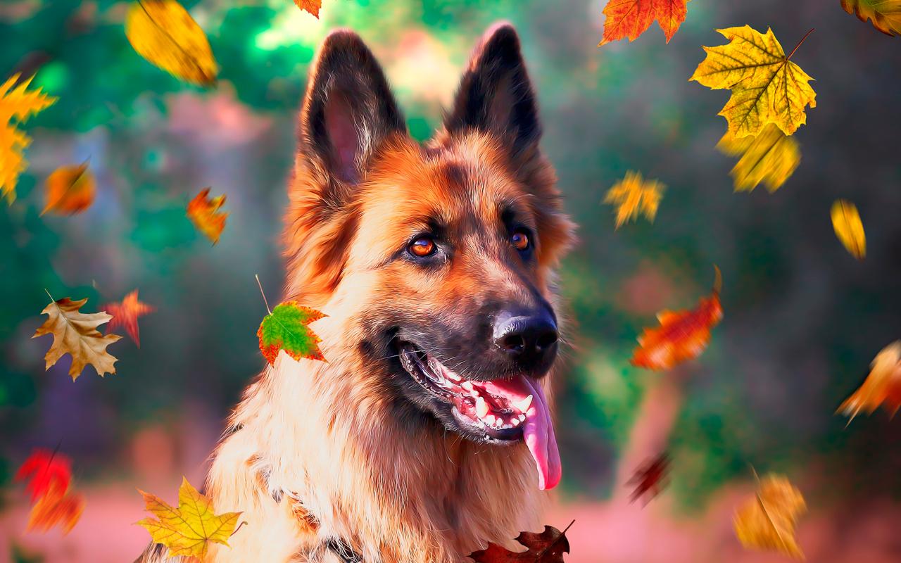 Autumn & dogs Wallpaper HD 2019 for Android