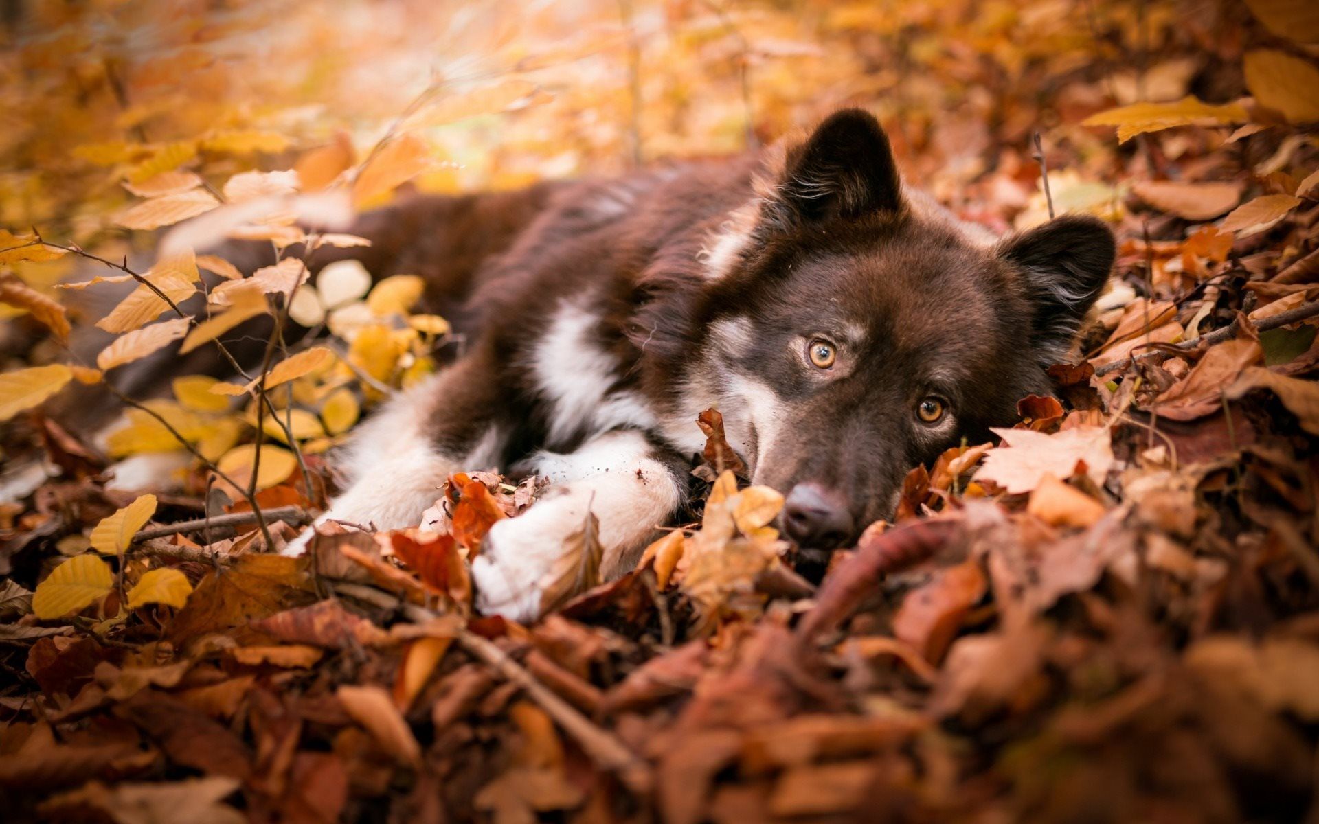 Download wallpaper German Shepherd, little puppy, autumn, yellow dry leaves, cute animals, small dogs, pets for desktop with resolution 1920x1200. High Quality HD picture wallpaper