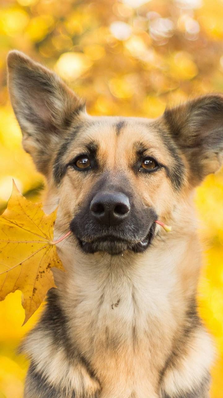 German shepherd wallpaper