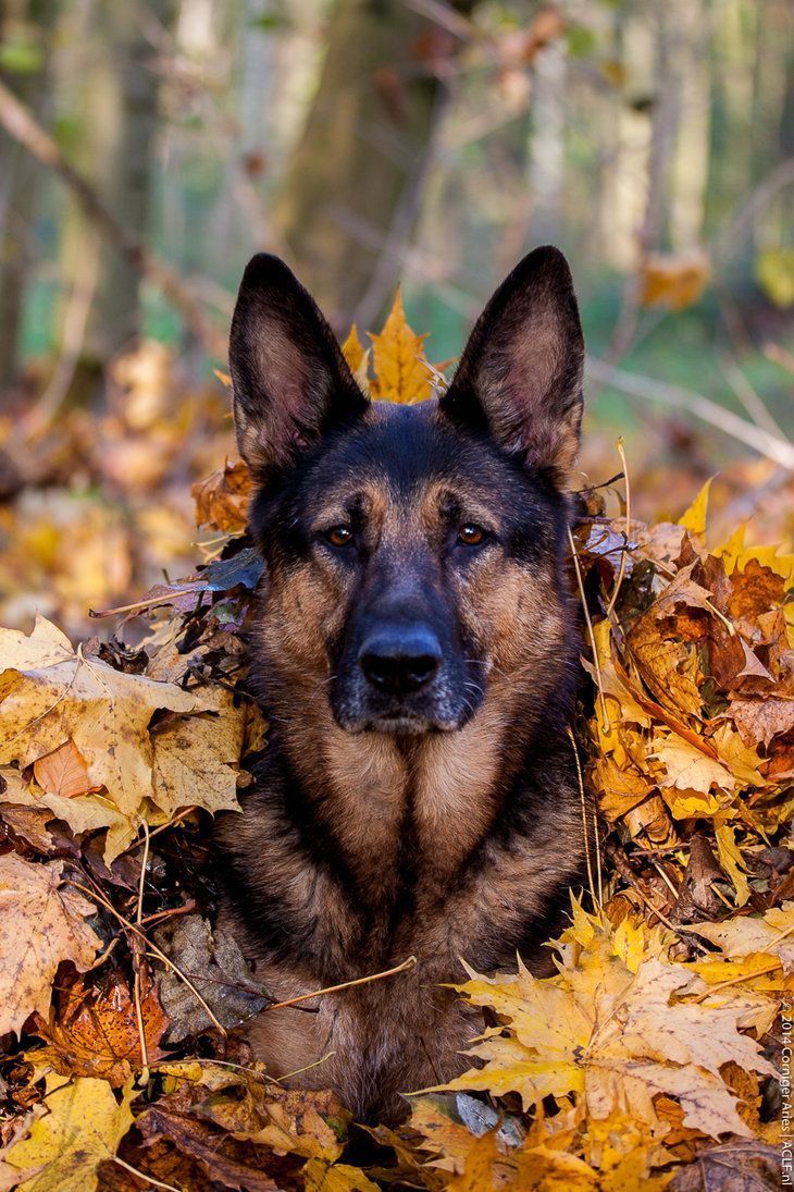 someone's ready for Fall! #germanshepherd. German shepherd dogs, Shepherd dog, Dogs