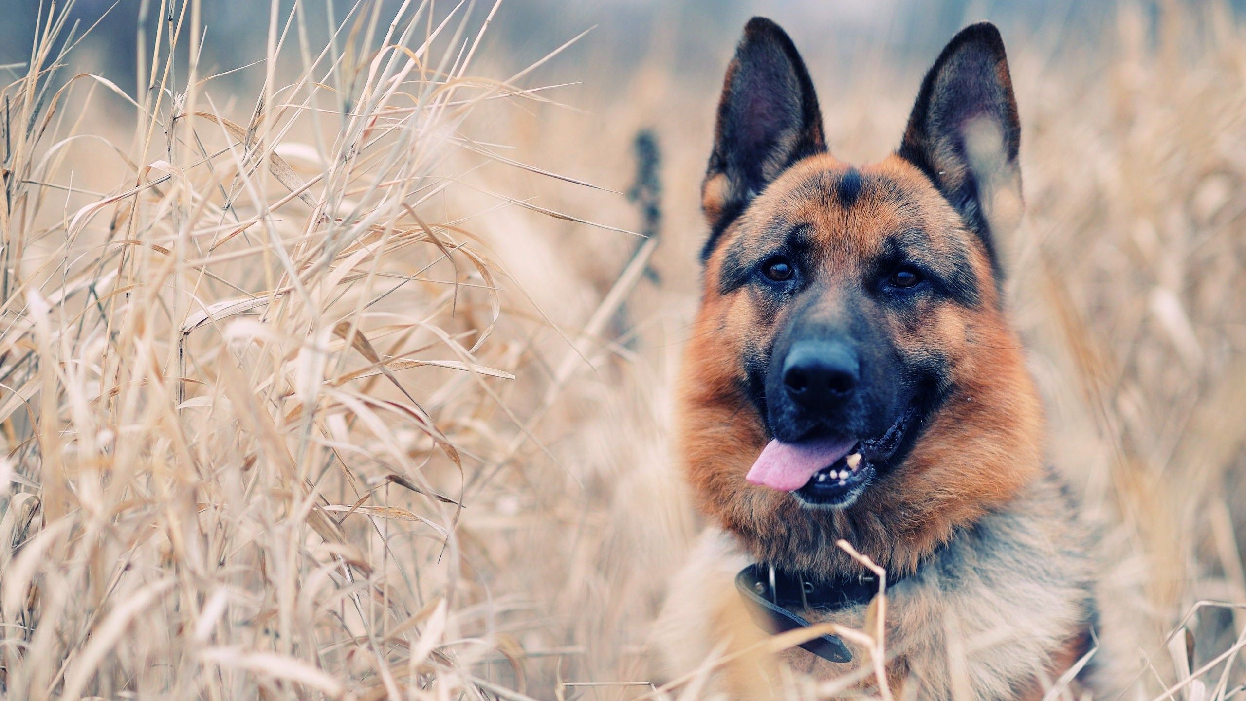 German Shepherd Dog