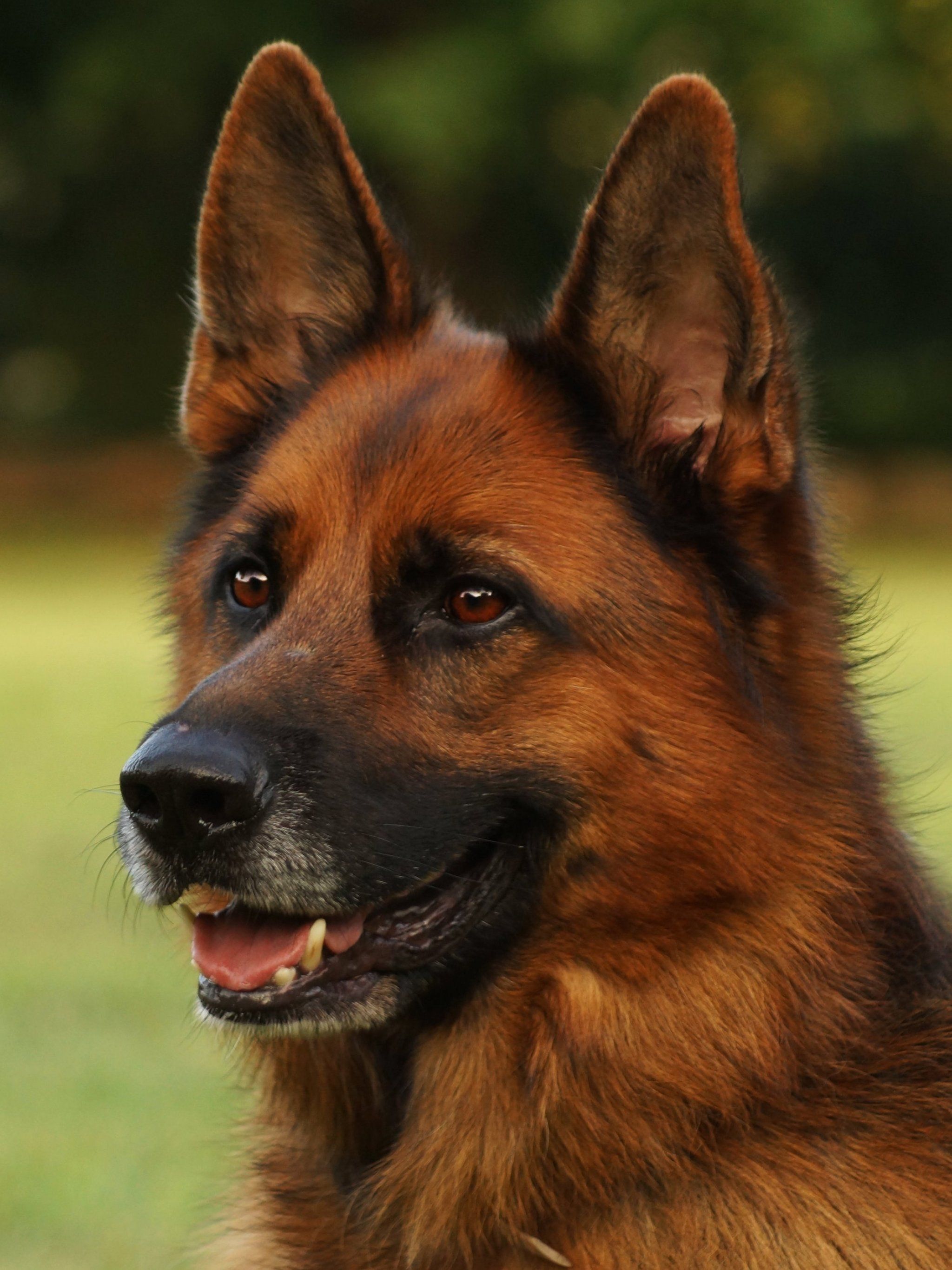 German Shephard Wallpaper, Android & Desktop Background