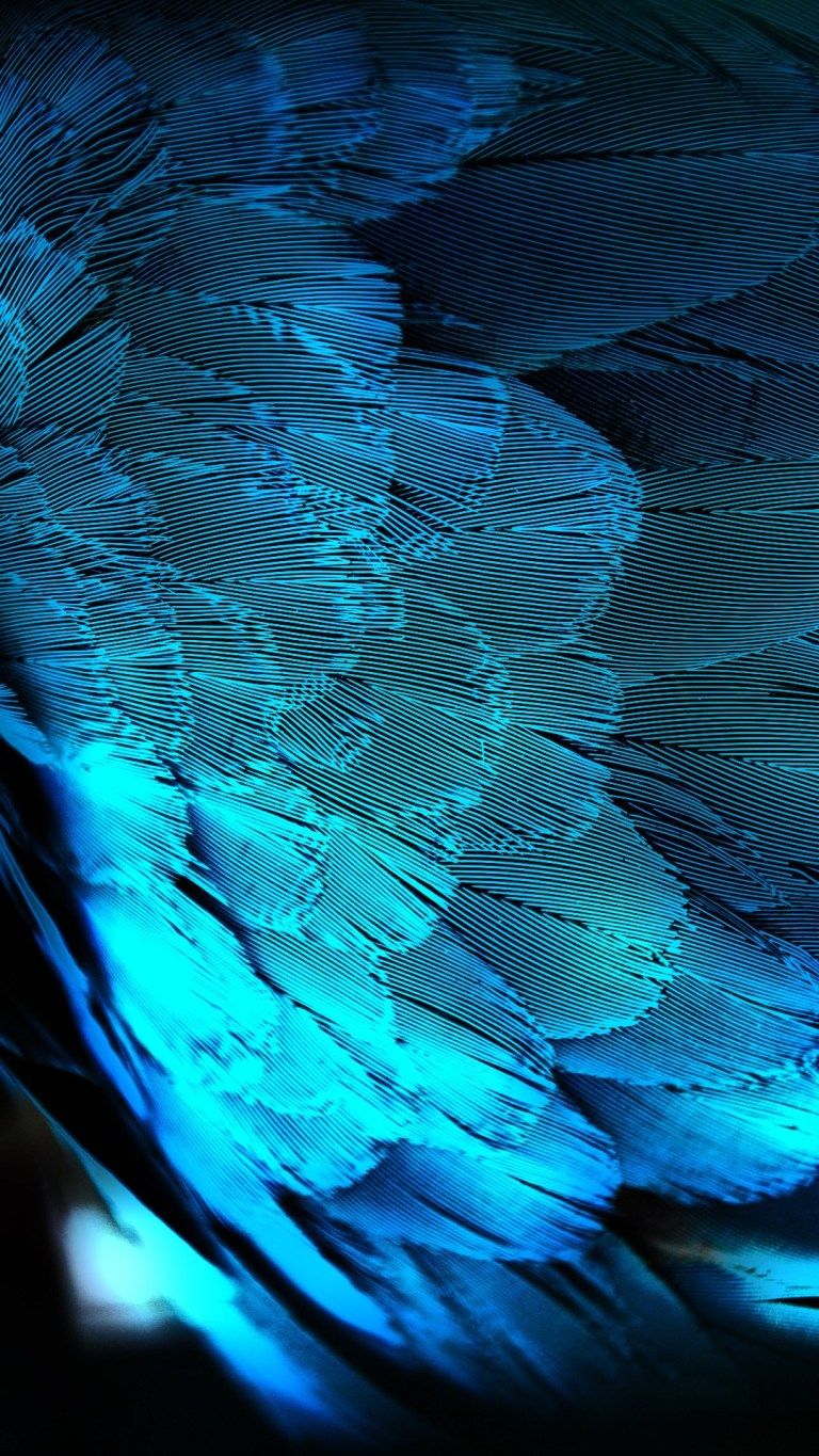 Download Peacock Feather Green Blue iPhone 12 HD Wallpaper