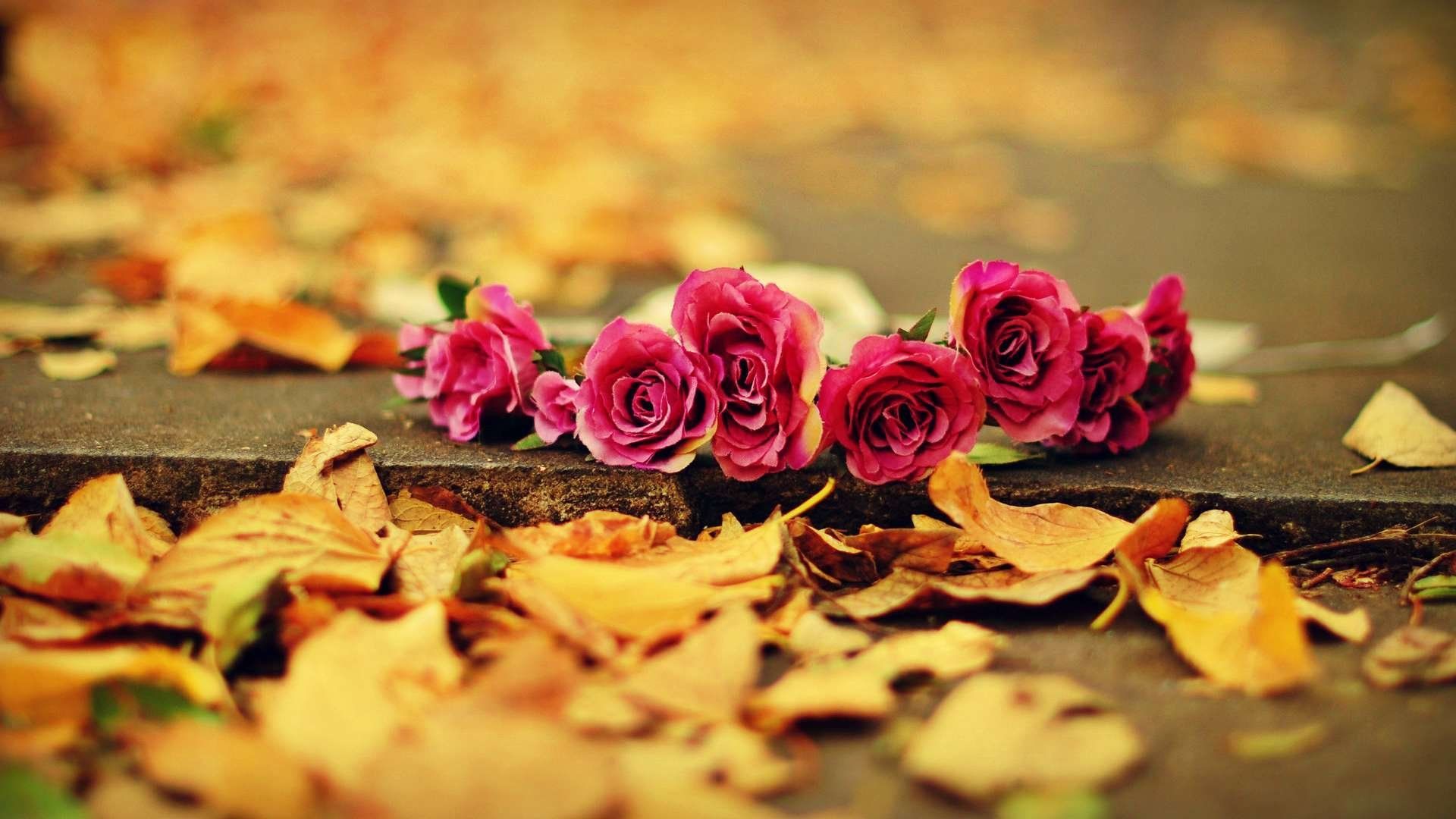 Photography. Rose wallpaper, Rose, Autumn rose