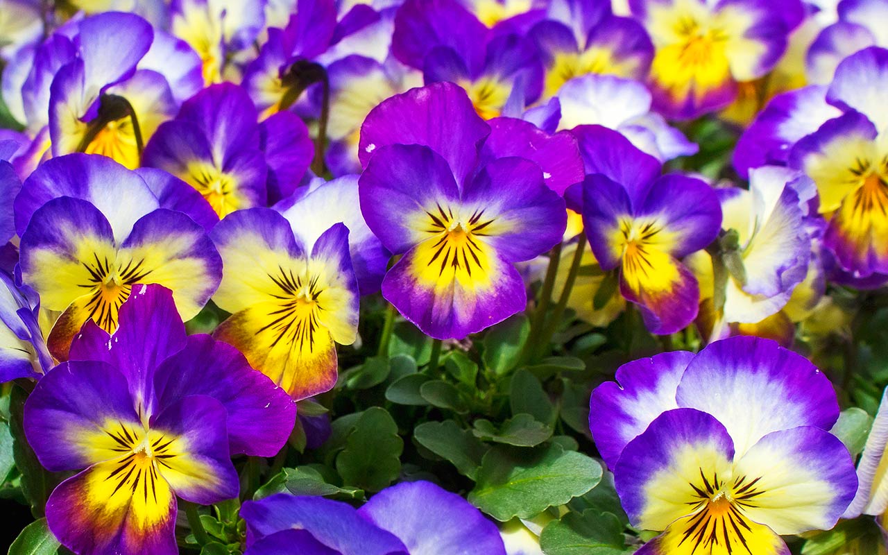 Free Flower Background Image
