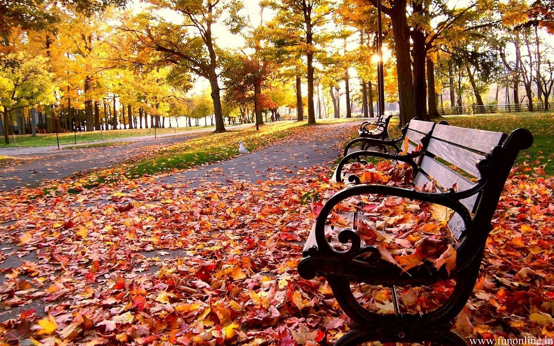Fall Leaves Wallpaper Collection