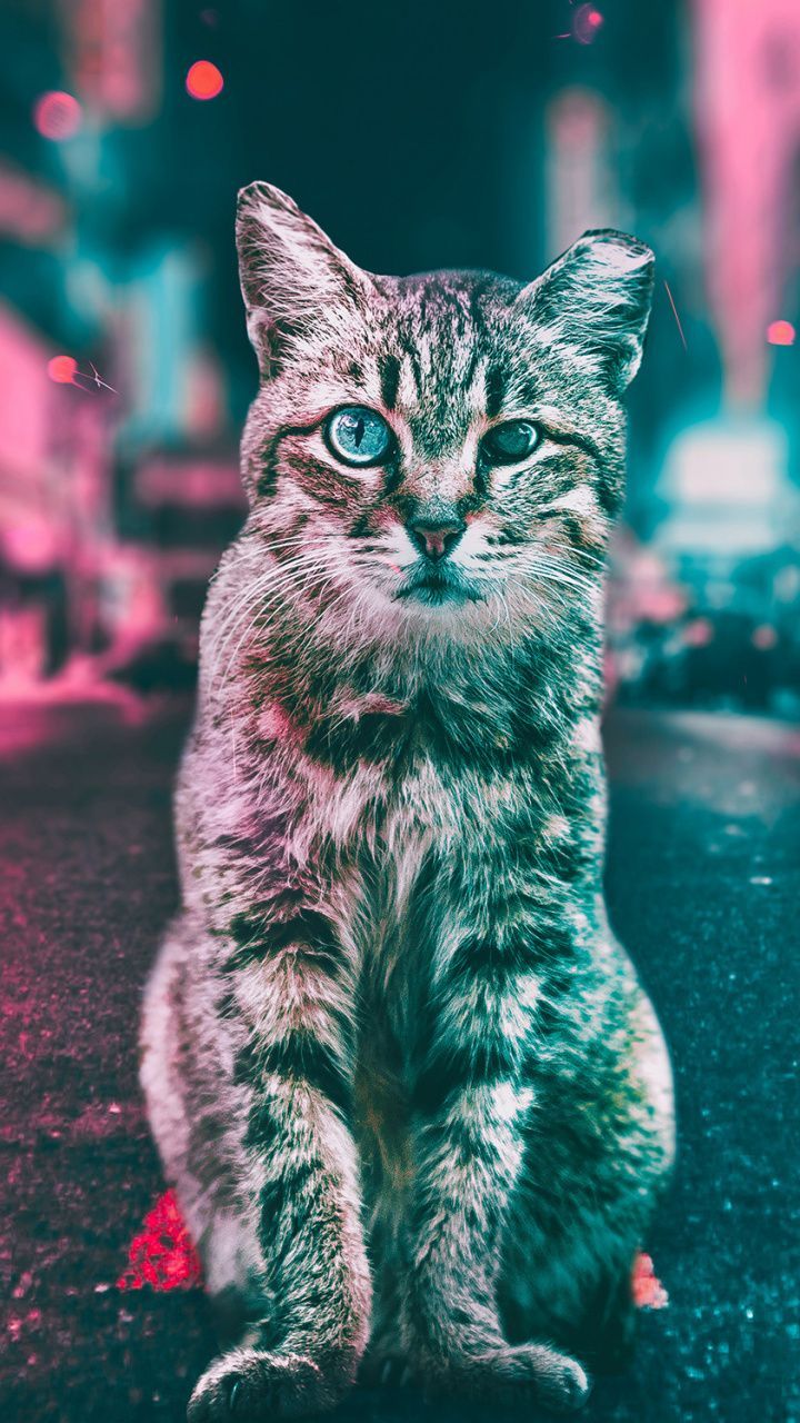 Curious cat, stare, animal, 720x1280 wallpaper. Animal wallpaper, Gorgeous cats, Cat aesthetic