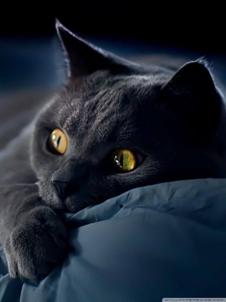 Dreamy Cat HD desktop wallpaper, Widescreen, High Definition