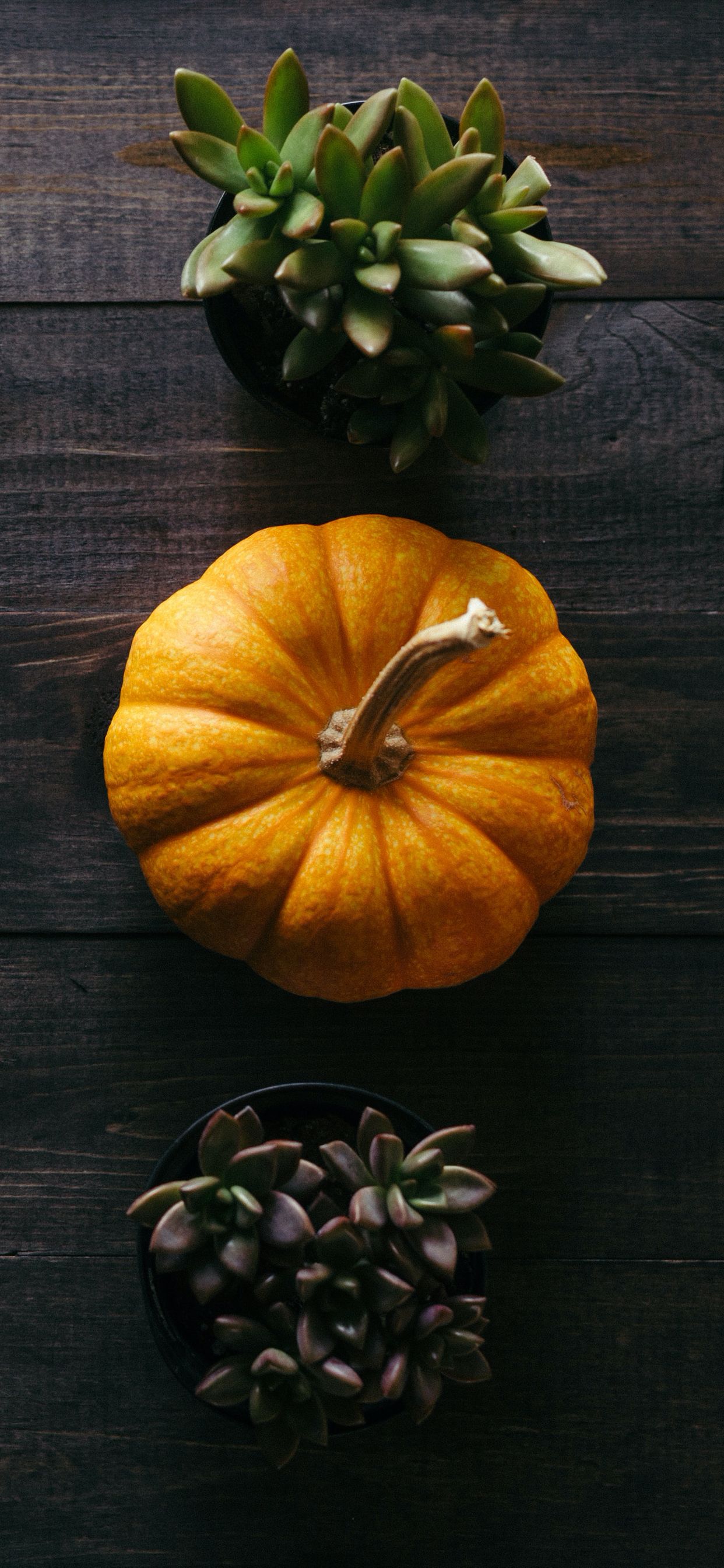Fall scenes and Thanksgiving iPhone wallpaper