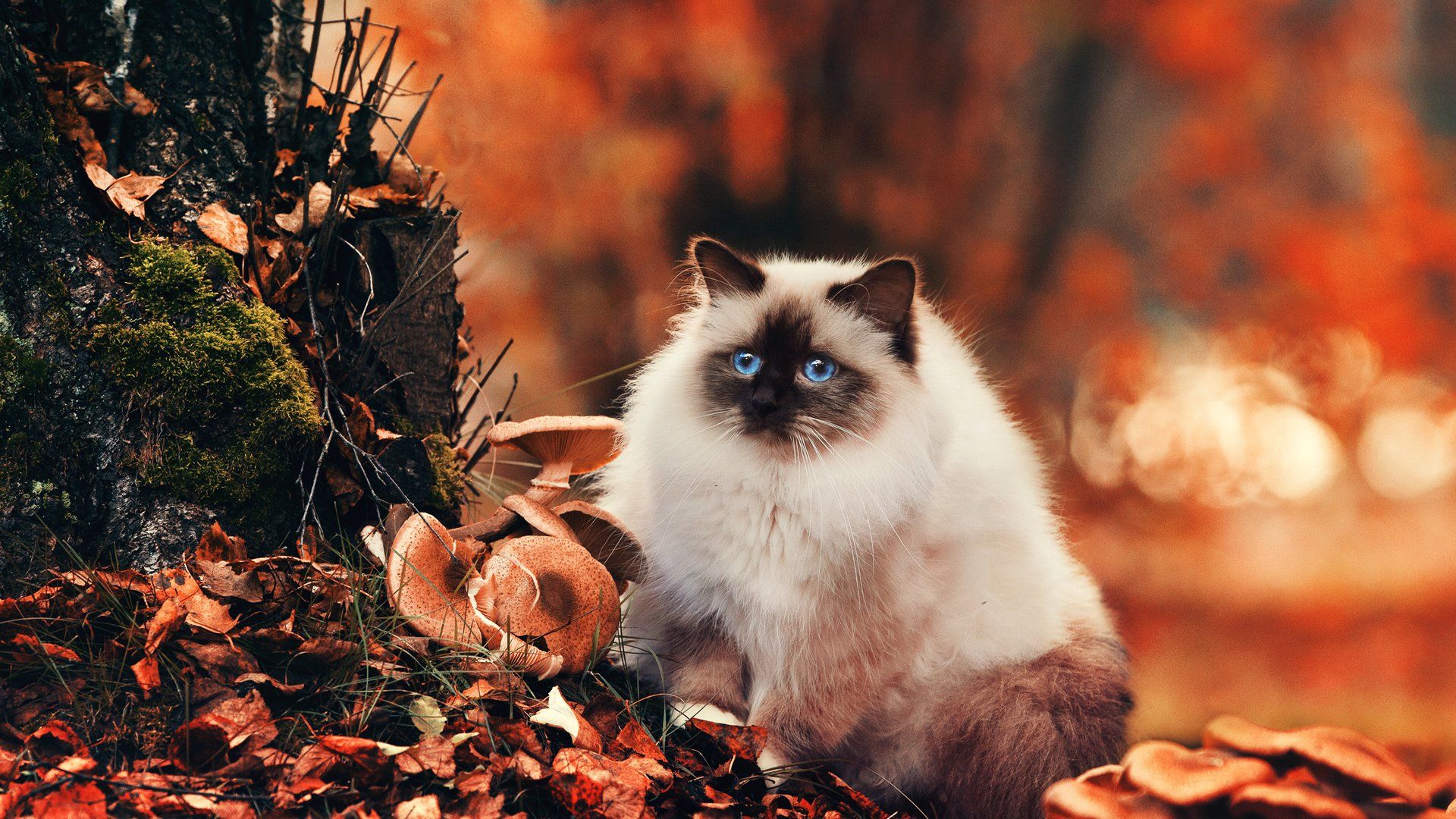 Cute animal kitty cat blue eyes forest autumn wallpaperx1080