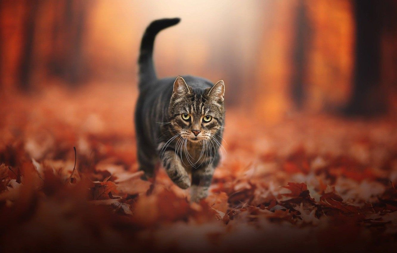 Wallpaper autumn, cat, look, leaves, foliage, face, bokeh, cat image for desktop, section кошки