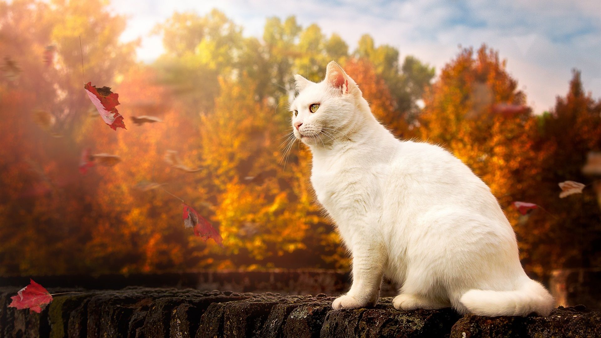 Wallpaper White cat, yellow eyes, autumn 1920x1200 HD Picture, Image
