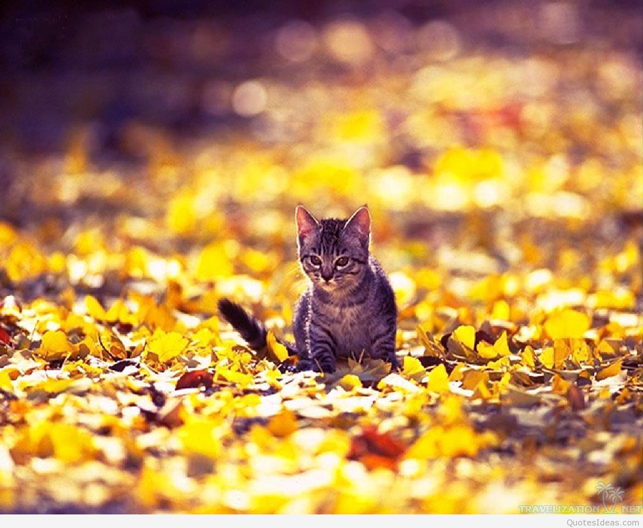 Cute Cat Fall Background Page 3 Autumn Cat HD wallpaper  Pxfuel
