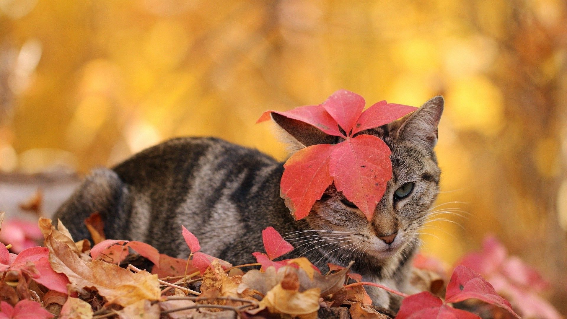 Cat in autumn leaves