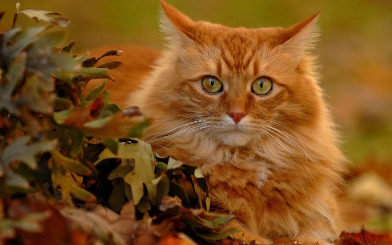 Red Cat in autumn leaves Desktop wallpaper 1280x800