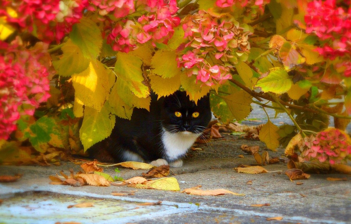 Wallpaper Autumn, Leaves, Cat, Flowers, Flowers, Autumn, Cat, Leaves image for desktop, section кошки